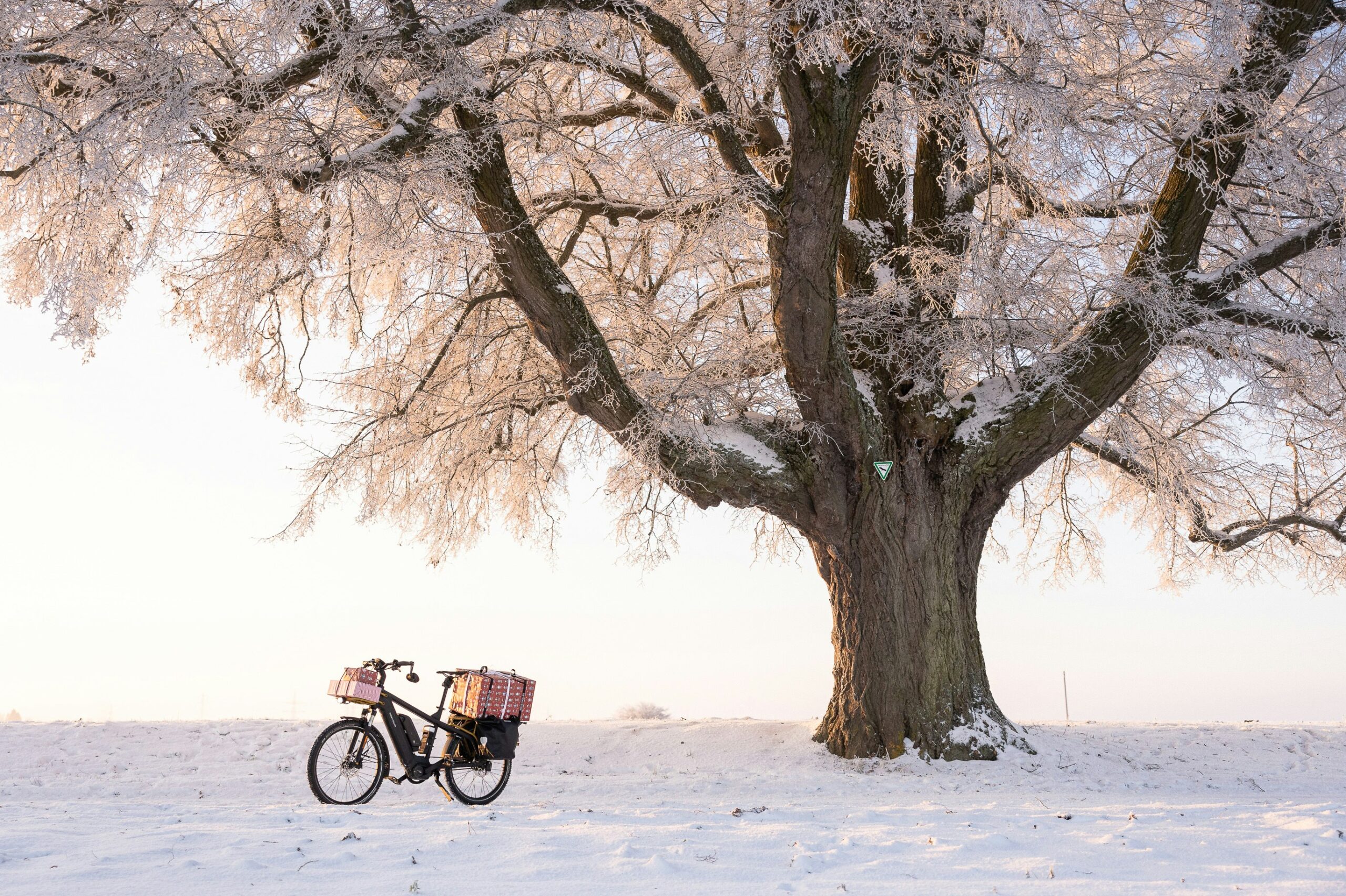 a bike parked under a tree in the snow