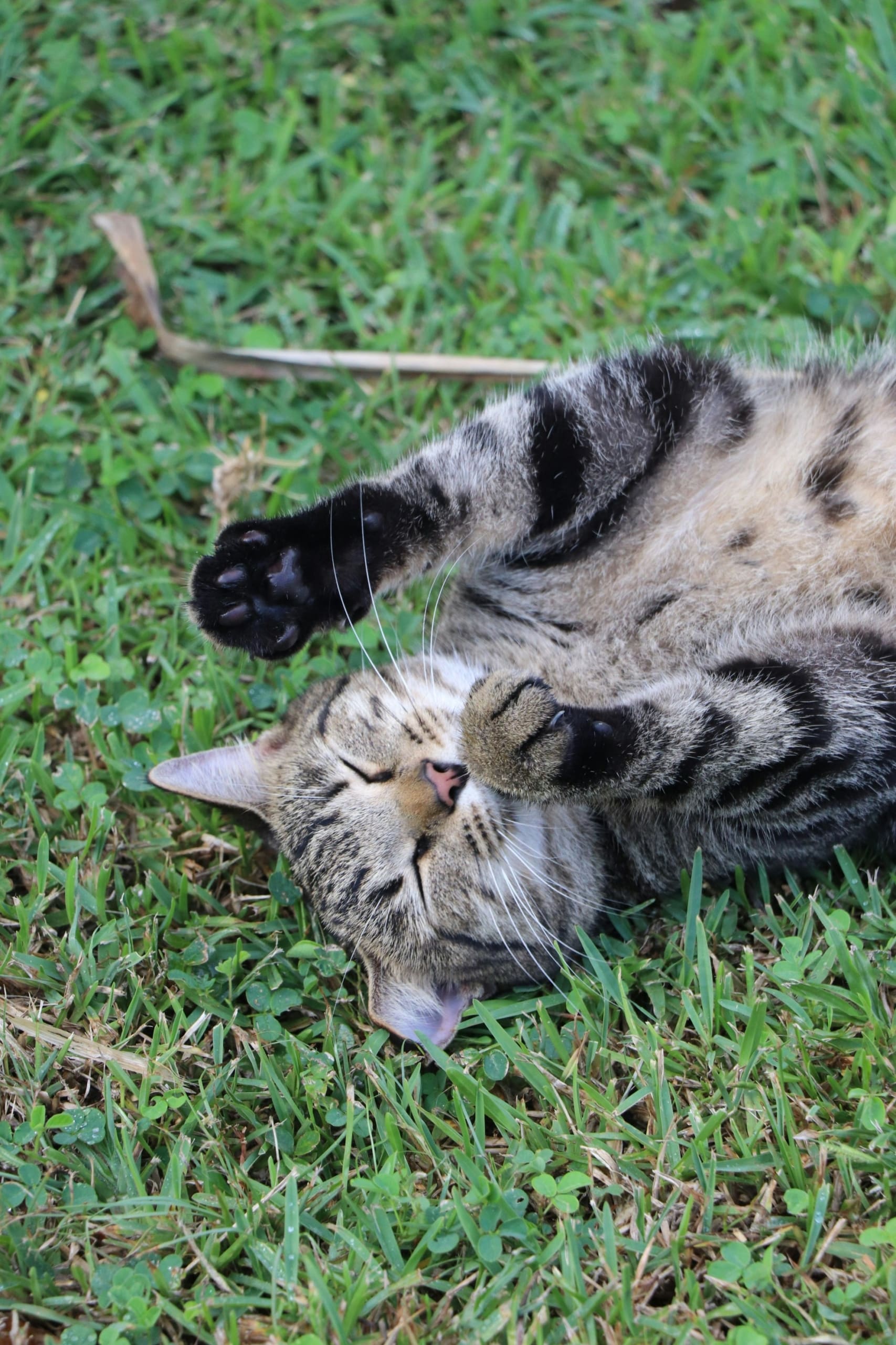 a cat laying on its back in the grass