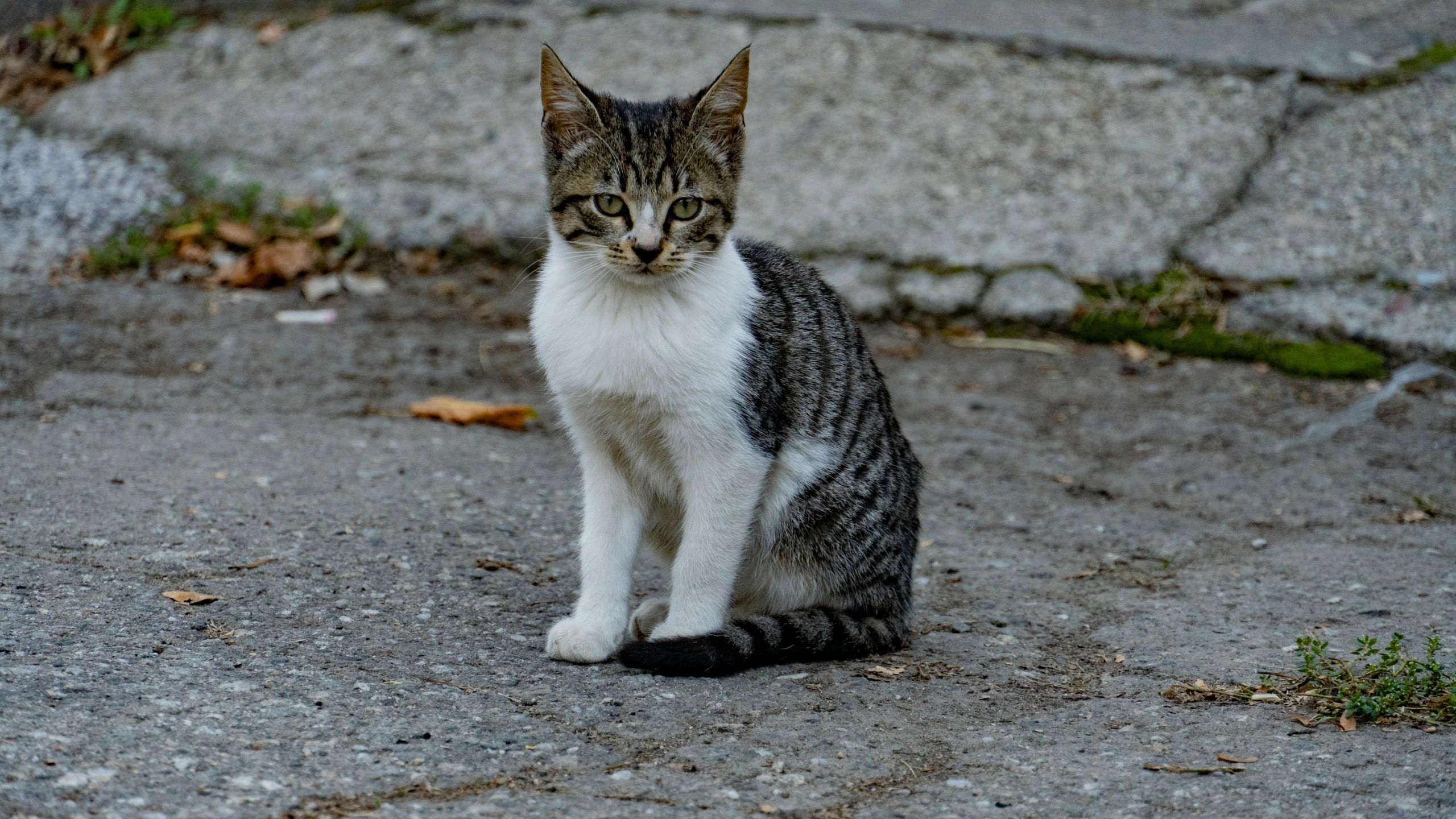 a cat sitting on the ground