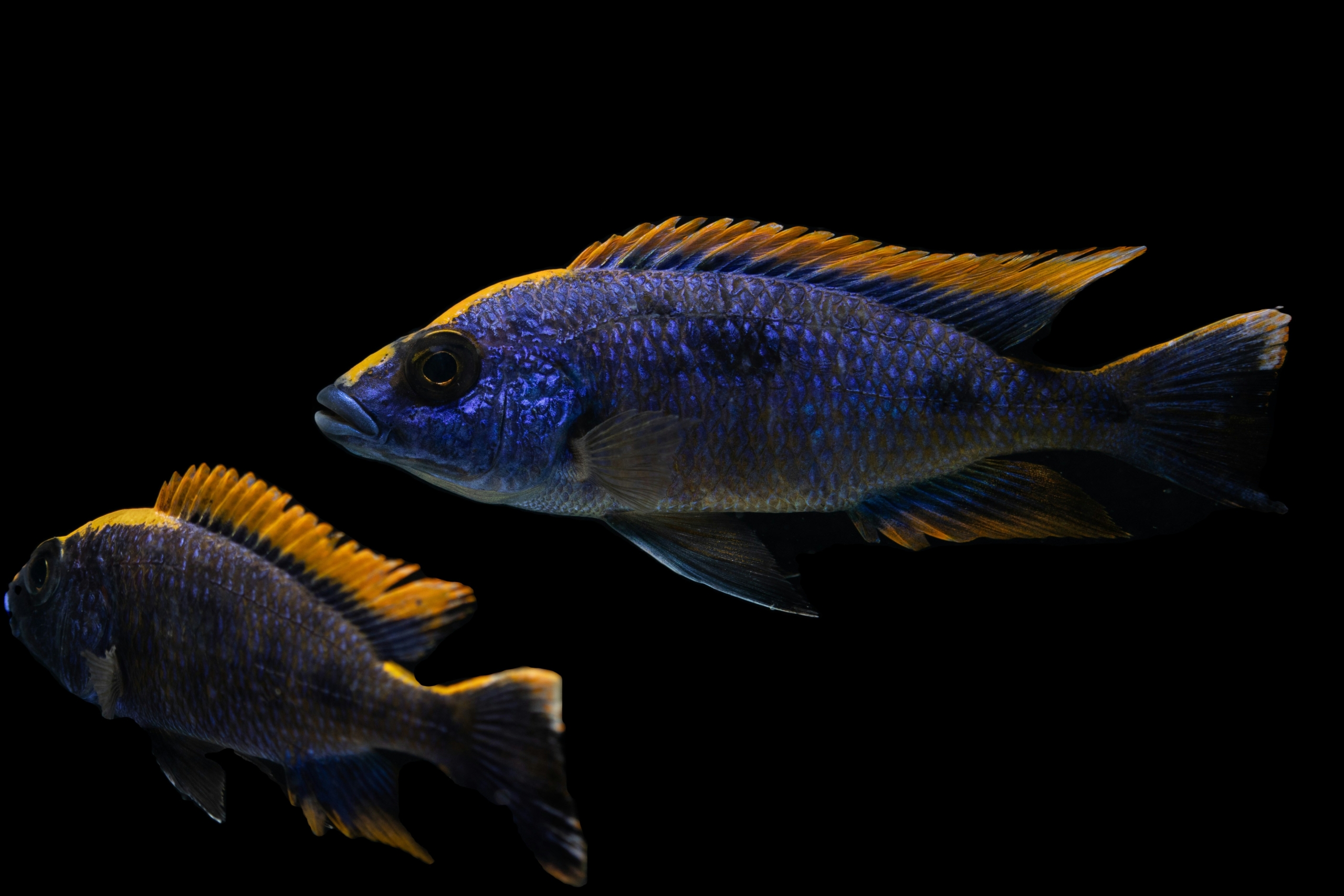 blue and yellow fish in water